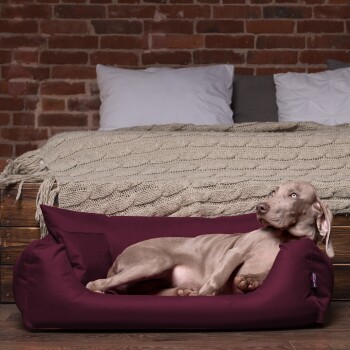 Ein entspannter grauer Hund, der in einem burgunderfarbenen Hundebett liegt, vor einer rustikalen Ziegelwand und einem gemütlichen Bett mit einer gestrickten Decke.