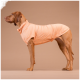 Brauner Hund trägt ein helloranges, eng anliegendes Haustier-Shirt und steht seitlich vor beigem Hintergrund.