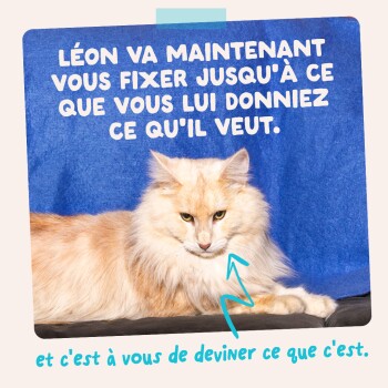 Chat long poil crème‑orange allongé sur une surface sombre avec un fond bleu ; texte en français : « LÉON VA MAINTENANT VOUS FIXER... »