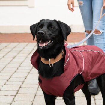 Ein glücklicher schwarzer Labrador, der einen kastanienbraunen Hundemantel mit reflektierenden Akzenten trägt, steht auf einem Kopfsteinpflasterweg, während eine Person eine Leine hält.