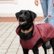 Ein glücklicher schwarzer Labrador, der einen kastanienbraunen Hundemantel mit reflektierenden Akzenten trägt, steht auf einem Kopfsteinpflasterweg, während eine Person eine Leine hält.