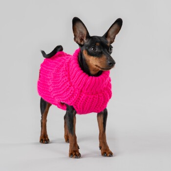 Ein kleiner schwarzer Hund, der einen leuchtend pinken gestrickten Pullover trägt, steht vor einem hellgrauen Hintergrund und zeigt sein stilvolles Outfit.