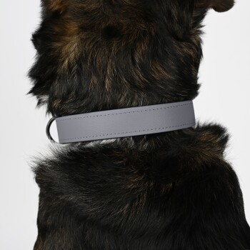 Nahaufnahme des Halses eines Hundes mit einem eleganten grauen Lederhalsband vor dem Hintergrund von dunklem, strukturiertem Fell.