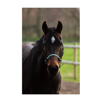 Eine Nahaufnahme eines braunen Pferdes mit einem weißen Stern auf der Stirn, das ein türkisfarbenes Halfter trägt, vor einem verschwommenen grünen Hintergrund.