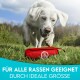 Ein weißer Hund steht neben einer roten Haustier-Zubehörtasche auf Gras, mit dem Text in Deutsch, der besagt: "Für alle Rassen geeignet durch ideale Größe."