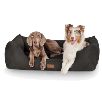 Zwei Hunde entspannen auf einem dunkelgrauen Hundebett: ein brauner Labrador und ein flauschiger dreifarbiger Australian Shepherd mit blauen Augen.