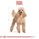 Poodle Adult w sosie 12x85 g