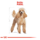 Ilustracja puszystego, jasnobrązowego pudla z konturowym szkicem, oznaczona "RASA: PUDEL" na górze w pogrubionym czerwonym tekście.
