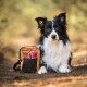Schwarz-weißer Border Collie liegt im Freien neben einem beigen Leckerlibeutel mit einem pink-grünen Hundespielzeug.