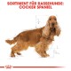 Illustration eines Cocker Spaniel Hundes mit einem fließenden goldenen Fell, begleitet von Maßen und dem Text "SORTIMENT FÜR RASSEHUNDE: COCKER SPANIEL."