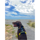 Ein brauner Hund, der ein schwarzes und gelbes Geschirr trägt, steht auf einem Kiesweg und schaut unter einem teilweise bewölkten Himmel zum Ozean.