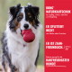 Hund hält rotes KONG-Spielzeug; rotes Feld zeigt KONG NATURKAUTSCHUK, ER SPLITTERT NICHT, ER IST ZAHN-FREUNDLICH.