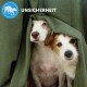 Ein kleiner, neugieriger Hund schaut hinter einem grünen Stoff hervor, mit einem blauen Logo in der oberen linken Ecke und dem Wort "UNSICHERHEIT" darüber.