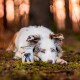 Ein blauäugiger Hund ruht auf moosigem Boden neben einer Dose "DOG'S LOVE" Haustierfutter, mit einem schwarzen Hund auf dem Etikett.