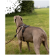 Ein grauer Hund, der ein braunes Geschirr trägt, steht auf einer Wiese und schaut in eine entfernte Landschaft.