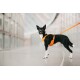 Ein schwarz-weißer Hund mit einem orangefarbenen Geschirr steht auf einem glatten Boden in einem modernen Innenraum, mit einer angeleinten Leine.