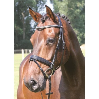 Eine Nahaufnahme eines braunen Pferdes mit einer schwarzen Trense, das sein ausdrucksvolles Gesicht und seine geflochtene Mähne vor einem grünen Hintergrund zeigt.