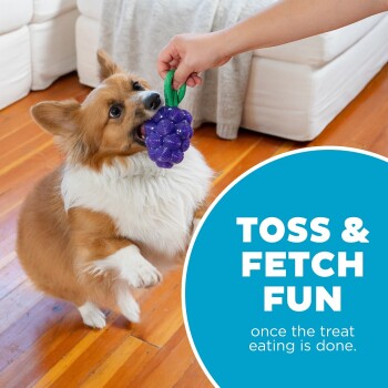 Ein verspielter Corgi greift ein traubenförmiges Spielzeug aus der Hand einer Person, mit einem blauen Kreistext, der sagt: "TOSS & FETCH FUN nach Leckereien."