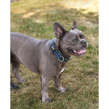 Nahaufnahme eines blauen Haustierhalsbands mit einer schwarzen Schnalle und dem Logo "lionto" sowie einem metallenen D-Ring zur Leinenbefestigung.