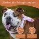 Nahaufnahme eines lächelnden Bulldogs in einem rosa Herzschal. Text: "Fördert die Zahngesundheit," mit Symbolen für zahnmedizinische Vorteile.