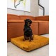 Ein kleiner schwarz-brauner Hund sitzt auf einem senfgelben Haustierbett in einem modernen Wohnzimmer mit einem orangefarbenen Sofa und abstrakter Wandkunst.