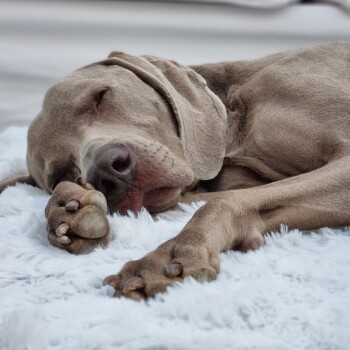 Ein schlafender grauer Weimaraner-Hund, der sich auf einer weichen weißen Decke zusammenrollt, mit den Pfoten unter dem Kinn versteckt.