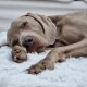 Ein schlafender grauer Weimaraner-Hund, der sich auf einer weichen weißen Decke zusammenrollt, mit den Pfoten unter dem Kinn versteckt.