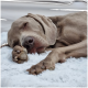 Ein schlafender grauer Weimaraner-Hund, der sich auf einer weichen weißen Decke zusammenrollt, mit den Pfoten unter dem Kinn versteckt.