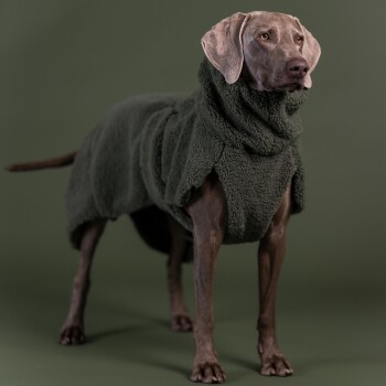 Brauner Hund trägt dunkelgrünen Sherpa-Fleece-Mantel, steht vor passendem grünem Hintergrund; Gesicht unscharf.