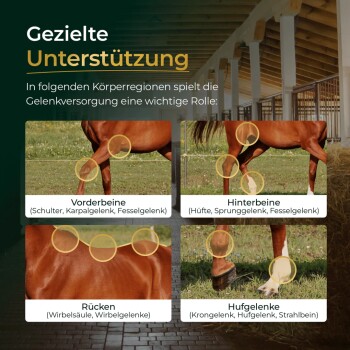 Pferd im Stall mit umrandeten Gelenken; Text 'Gezielte Unterstützung' und Beschriftungen: Vorderbeine, Hinterbeine, Rücken, Hufgelenke.