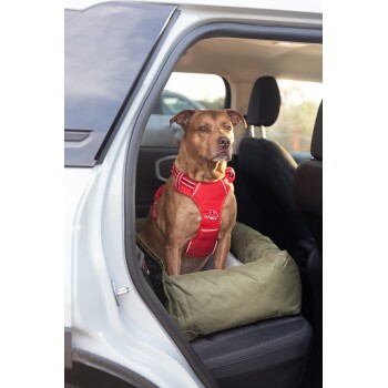 Ein brauner Hund mit einem roten Geschirr sitzt auf dem Rücksitz eines Autos und ruht sich auf einem grünen Haustierbett aus.
