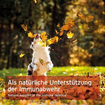 Hund springt durch Laub; Schriftzug: 'Als natürliche Unterstützung der Immunabwehr'.