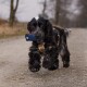 Schwarz-weißer Cocker Spaniel, der auf einem Kiesweg läuft und ein blaues Spielzeug im Maul trägt.