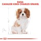 Ilustracja szczeniaka Cavalier King Charles Spaniel z białą i brązową sierścią, towarzysząca tekstowi 'RASA: CAVALIER KING CHARLES SPANIEL.'