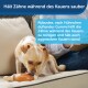 Ein kleiner Hund kaut auf einem gummiartigen Spielzeug mit Hühnergeruch, während er auf einer Couch sitzt. Der Text auf dem Bild hebt die Vorteile der Zahnreinigung hervor.