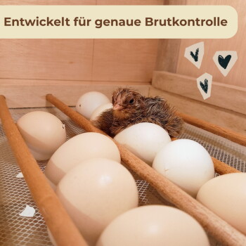 Frisch geschlüpftes nasses Küken zwischen Eiern in einem Brutgerät, Banner mit Text 'Entwickelt für genaue Brutkontrolle'