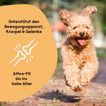Ein glücklicher, flauschiger Hund, der draußen mit herausgestreckter Zunge läuft. Text: "Unterstützt Bewegung, Knorpel & Gelenke. Athro-Fit für alle Altersgruppen."