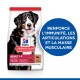 Sac de nourriture pour chiens Hill's Science Plan avec un chien de montagne bernois, avec un texte mettant en avant les avantages pour l'immunité, les articulations et la masse musculaire.
