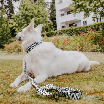 Ein weißer Hund mit einem gemusterten Halsband und einer Leine sitzt auf Gras, mit dem Rücken zur Kamera, mit Grün und Blumen im Hintergrund.