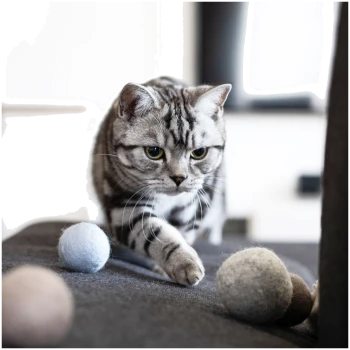 Eine graue Katze interagiert verspielt mit zwei bunten Filzkugeln, mit musikalischen Noten und Schallwellen, die in der Nähe illustriert sind.