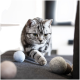 Eine graue Katze interagiert verspielt mit zwei bunten Filzkugeln, mit musikalischen Noten und Schallwellen, die in der Nähe illustriert sind.
