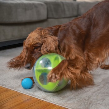 Ein brauner Hund spielt mit einem großen grünen und blauen interaktiven Spielzeugball auf einem beigen Teppich, mit einem kleineren blauen Ball in der Nähe.