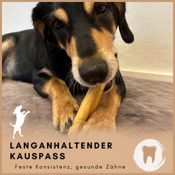 Ein Hund, der auf einem langen Kauknochen kaut, liegt auf einer weichen Oberfläche. Der Text lautet 'LANGANHALTENDER KAUSSPASS' und 'Feste Konsistenz, gesunde Zähne.'