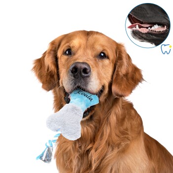 Ein Golden Retriever hält glücklich ein plüschiges blaues und graues Hundespielzeug in Knochenform mit der Aufschrift "Koala".