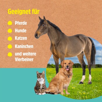 Ein schwarzer Hund mit einem weißen Stern auf der Brust kratzt sich vor einem türkisfarbenen Hintergrund. Text auf Deutsch diskutiert die Unterstützung der Hautregeneration.