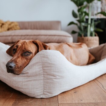 Ein entspannter brauner Hund, der seinen Kopf auf einem hellen Hundebett ruht, mit einem gemütlichen Wohnzimmer-Hintergrund, der ein Sofa und eine Topfpflanze zeigt.