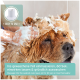 Ein Hund wird gebadet mit schaumigem Fell, während eine Hand seinen Kopf massiert. Text empfiehlt, 60 Sekunden zu massieren, bevor man abspült.