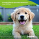 Golden-Retriever-Welpe liegt im Gras, glücklicher Gesichtsausdruck; Text: So fördert ihr ein gesundes Wachstum eurer Welpen und Canina