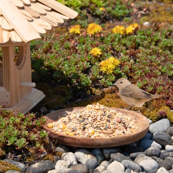 Ein kleiner brauner Vogel steht neben einem Holzvogelhaus, das mit verschiedenen Samen gefüllt ist, umgeben von bunten Blumen und Grün.