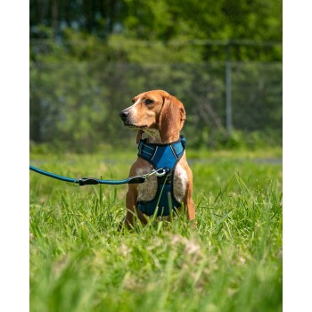 Ein brauner Hund, der ein blaues Geschirr trägt, sitzt auf einem Grasfeld, mit einer angeleinten Leine, umgeben von Grün.